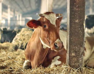 Базові витрати на будівництво молочнотоварної ферми сягають 6 млн євро